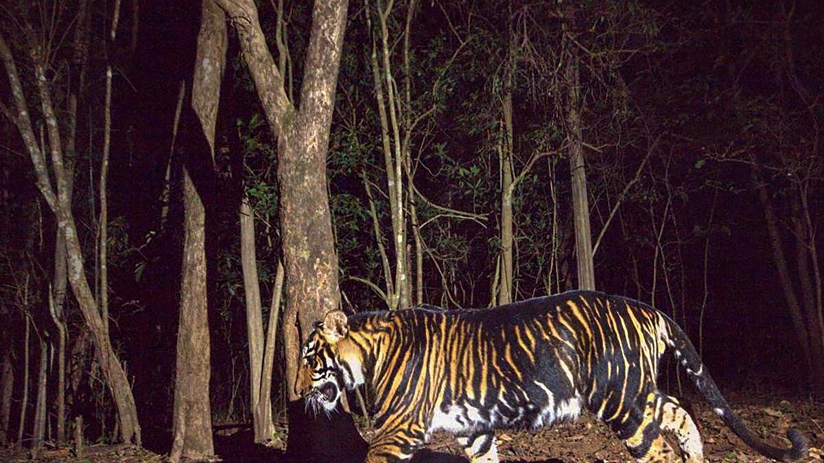 What are melanistic tigers? | Explained
Premium