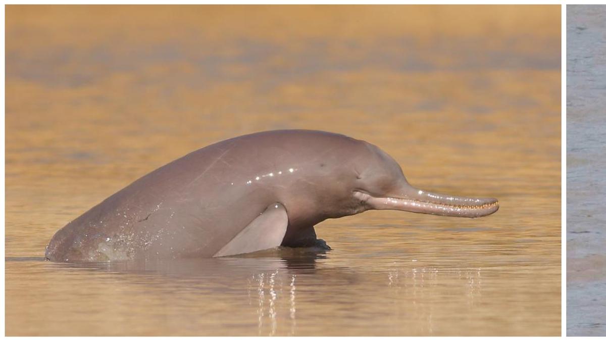 The sampling stations in dolphin habitat on the river Ganga and its