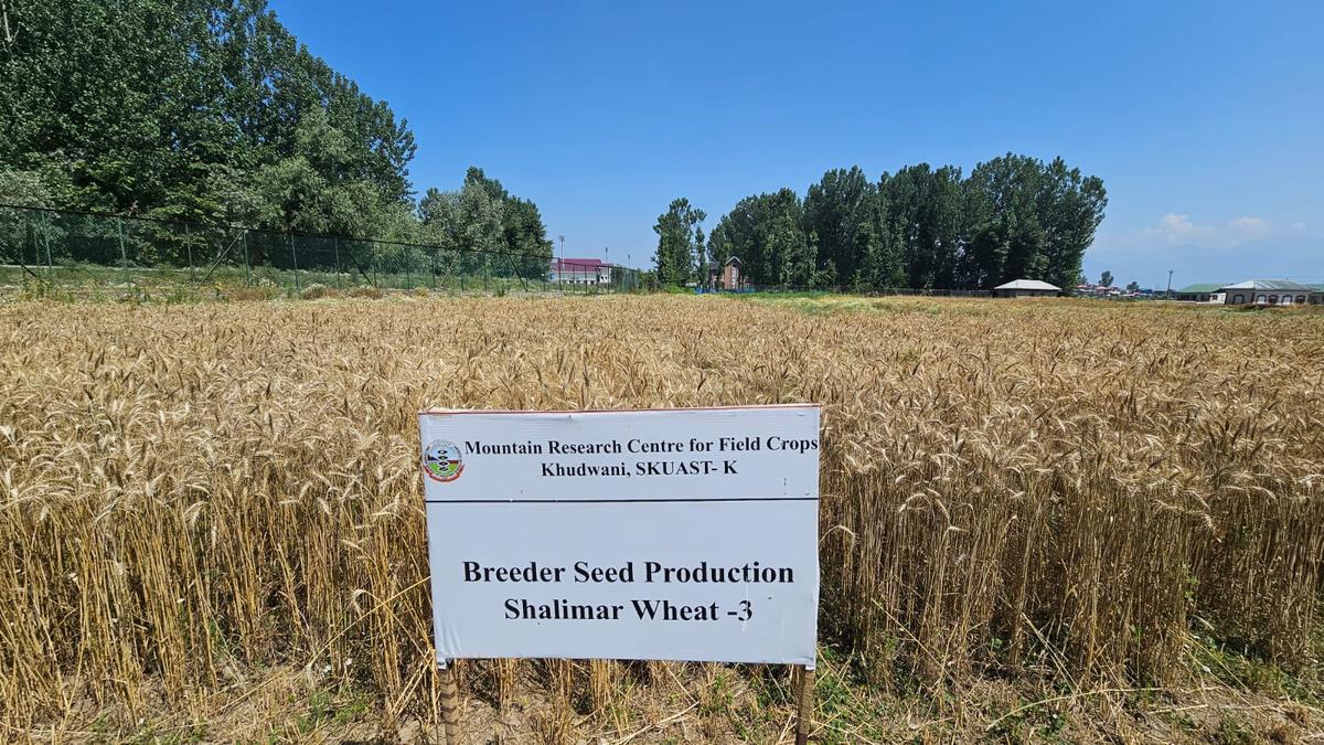 Kashmir scientists develop wheat varieties to solve crop cycle issue
Premium