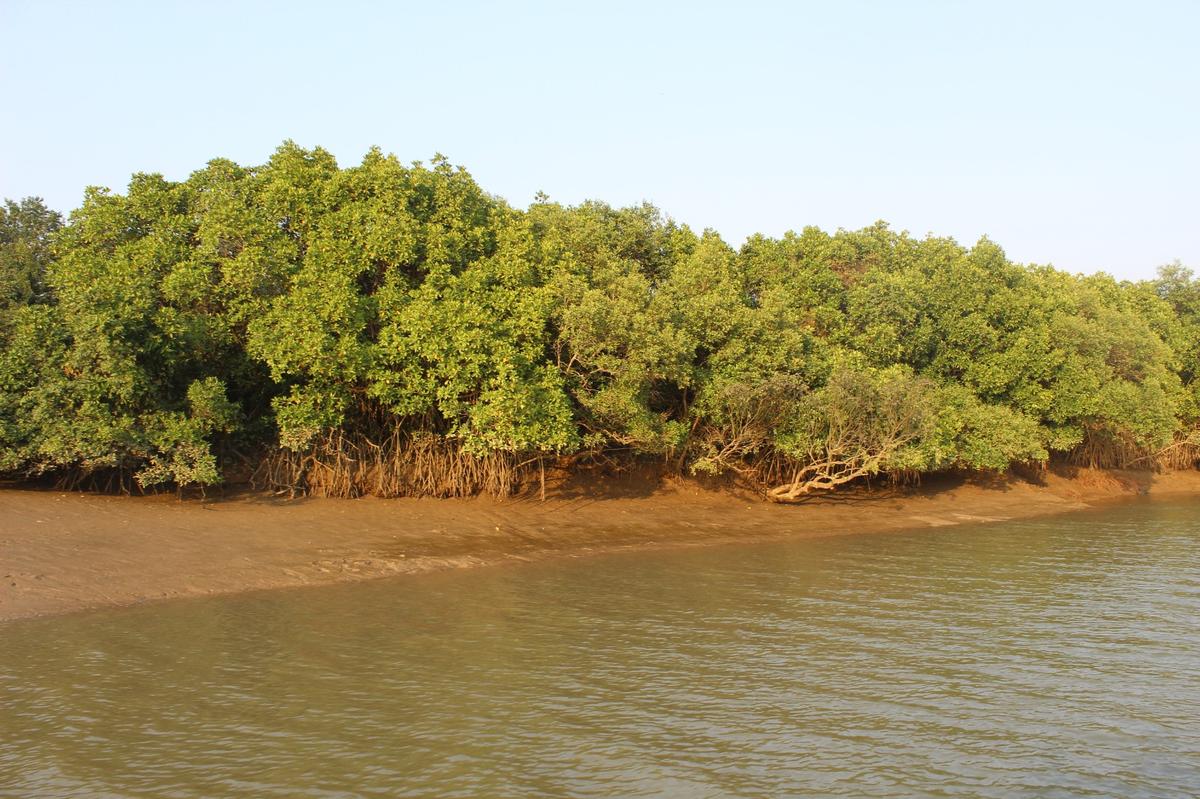 Mangroves: From Neglected Swamps to Ecological Shields