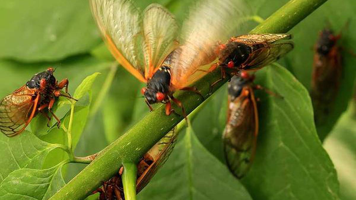 Explained | Why do periodical cicadas stay underground, and when do they emerge?