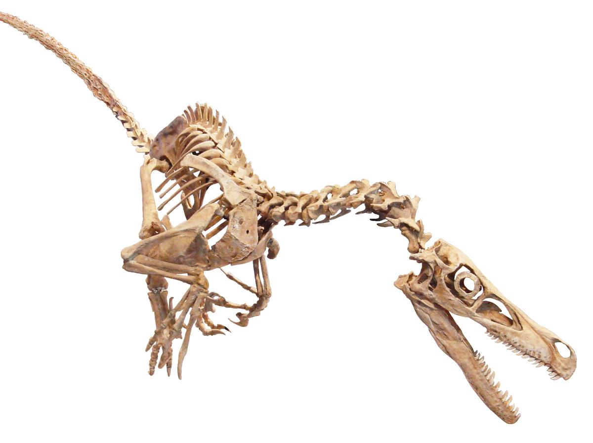 كيف اصبحت الديناصورات طيور؟  الأنف يعرف