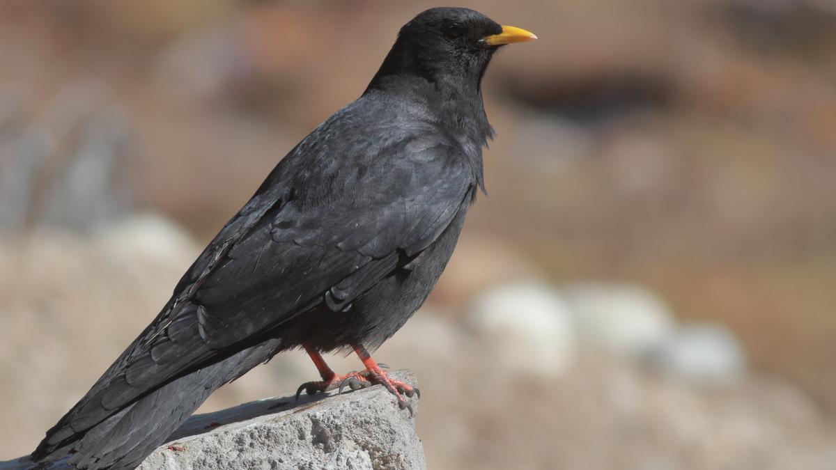 How energy efficiency drives seasonal mountain bird migration worldwide