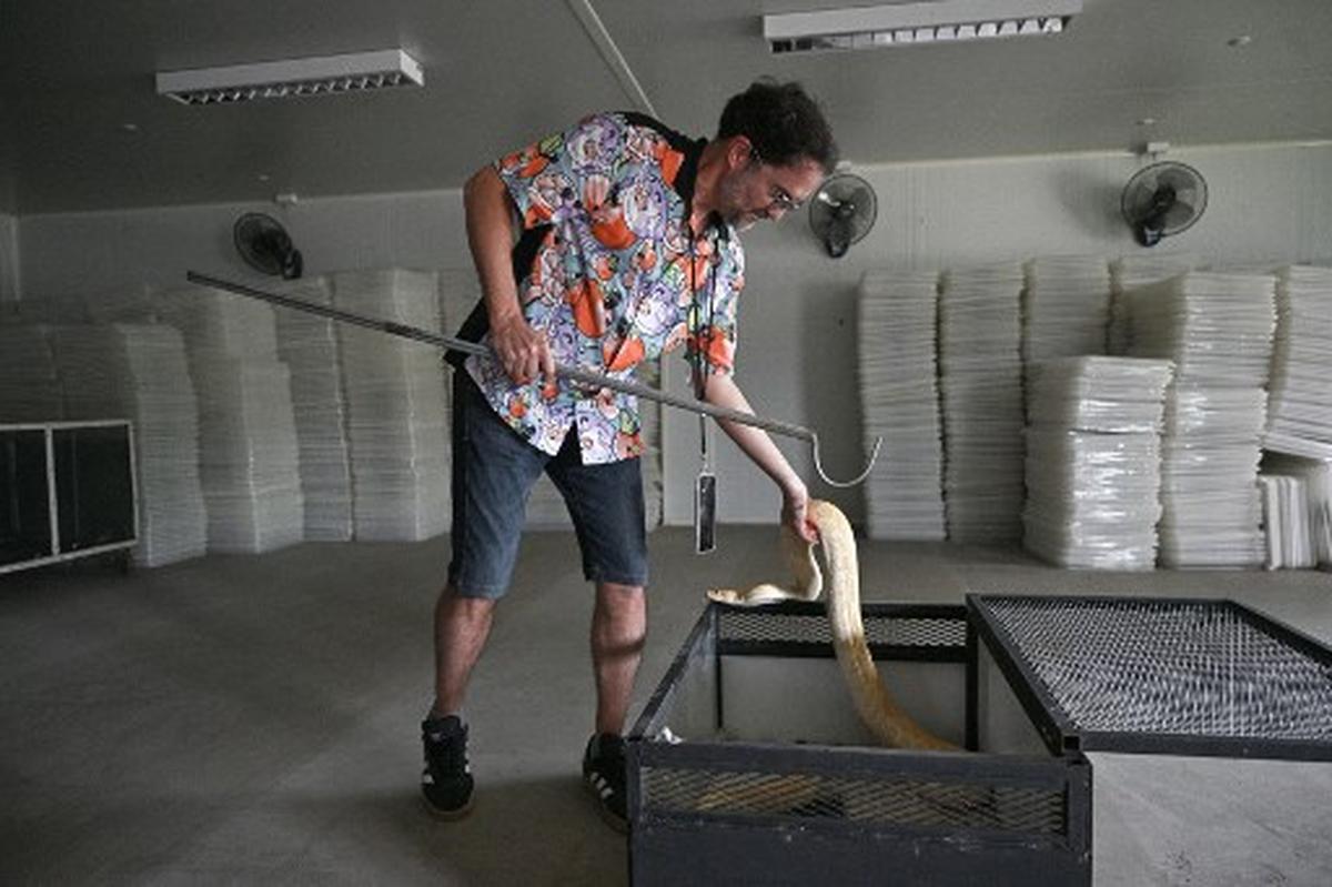 Snake farmer Emilio Malucchi handles a python at Closed Cycle Breeding International, a snake breeding farm that provides snake skins for the fashion market in Nam Phi in Thailand’s northern Uttaradit province on July 15, 2024. In a warehouse in the lush humid farmlands of central Thailand, thousands of pythons lie coiled in containers, rearing and striking at the glass as people pass by. 