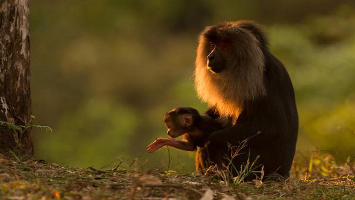 Different strategies needed to conserve lion-tailed, bonnet macaques, says study