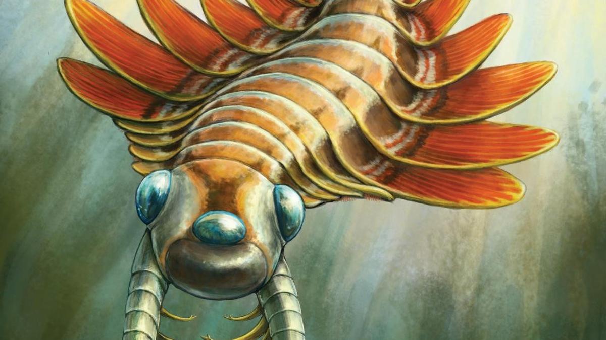 Discovery of Cambrian Sea Creature Mosura Fentoni Breaks Evolutionary Rules