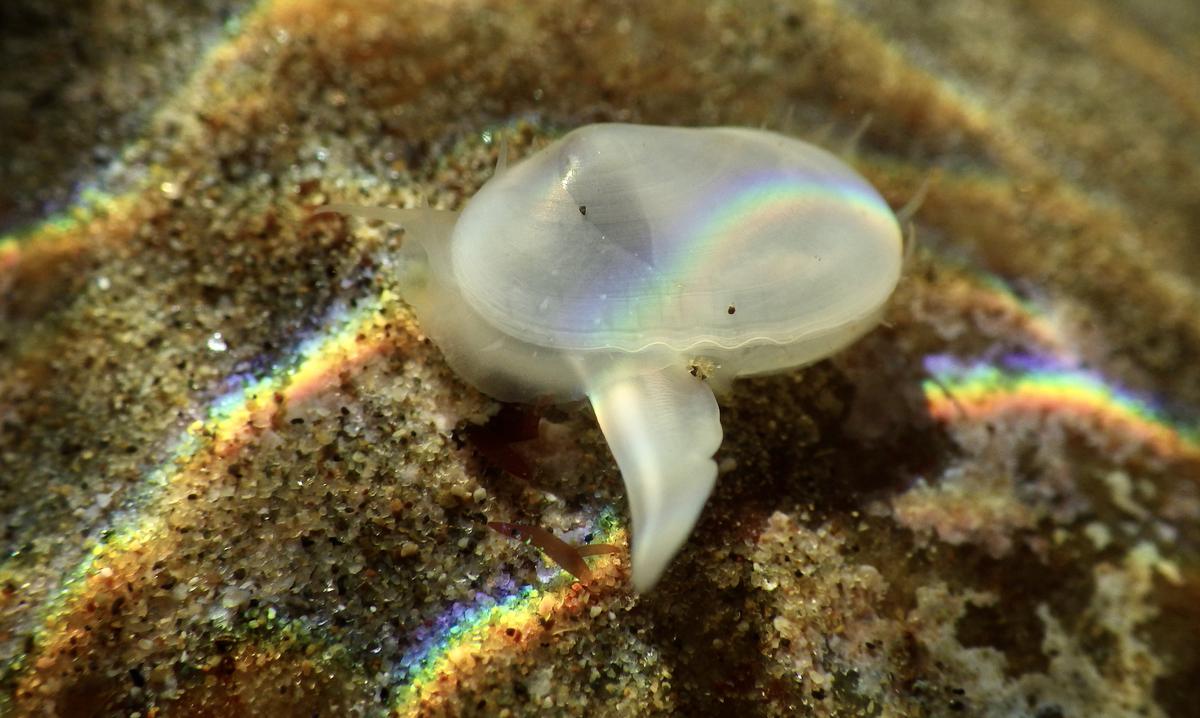‘Extinct’ clam resurfaces off the rocky shores of California