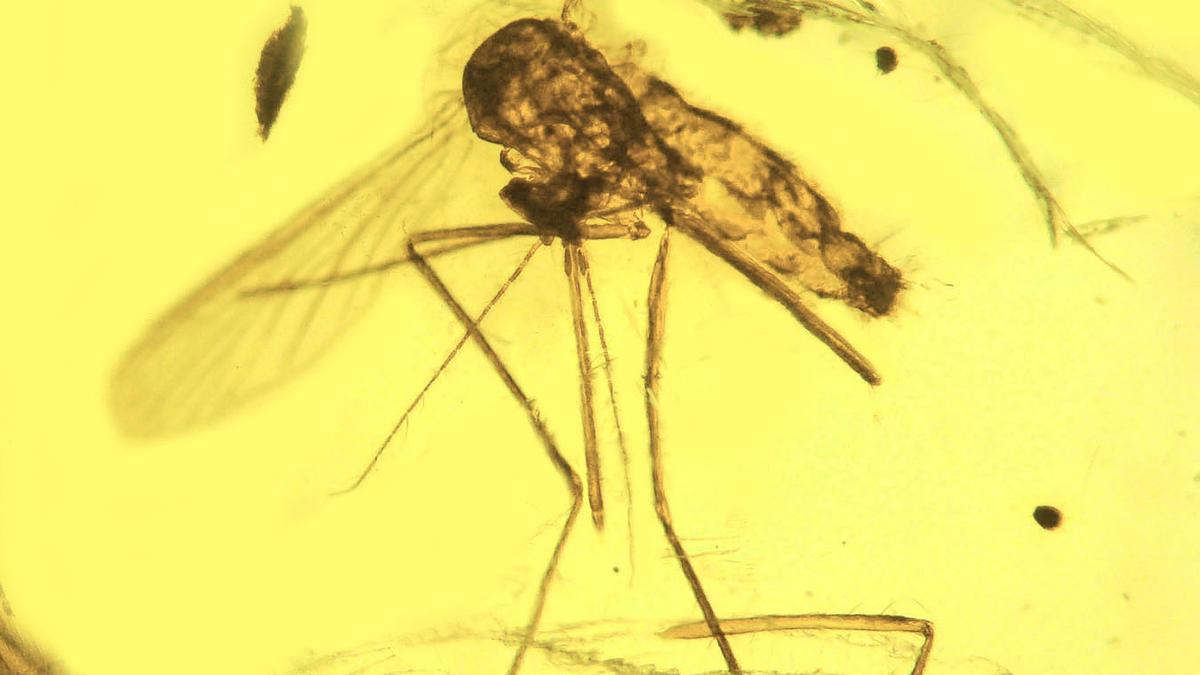 Fossils, genomes clash as scientists debate the mosquito’s origins
Premium
