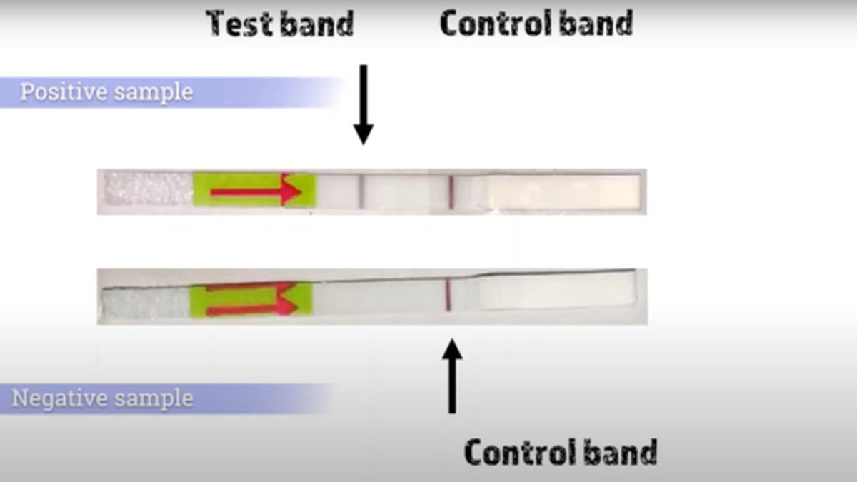 Explained: FELUDA paper strip test for coronavirus