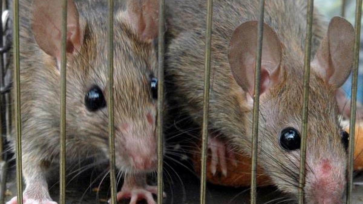 Mammals can breathe through anus in emergencies study The Hindu