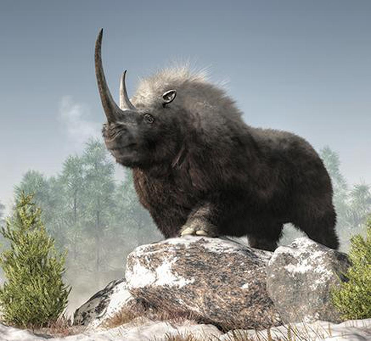 Woolly rhino from the Ice Age found in Russia - The Hindu