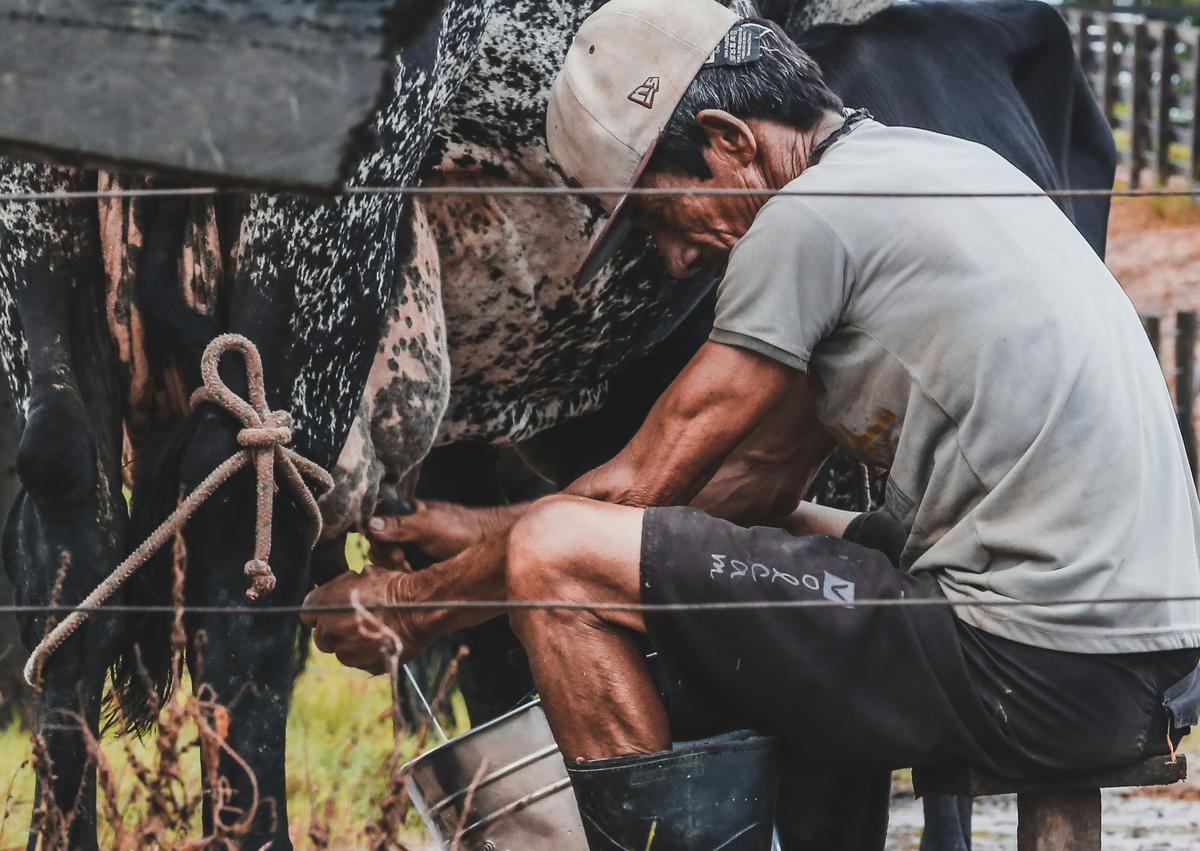 கால்நடை வளர்ப்பு துவங்கும் முன்பே பால் குடிக்க துவங்கிய கிழக்காசியர்கள் | Lactose Tolerance Evolution (லாக்டோஸ்) | மரபணு (DNA)