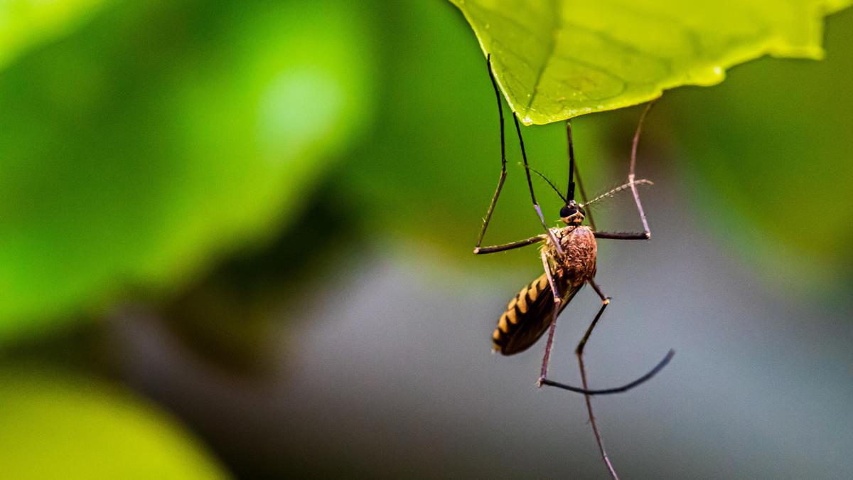 Expliqué |  Le problème des nouvelles directives indiennes sur les insectes génétiquement modifiés