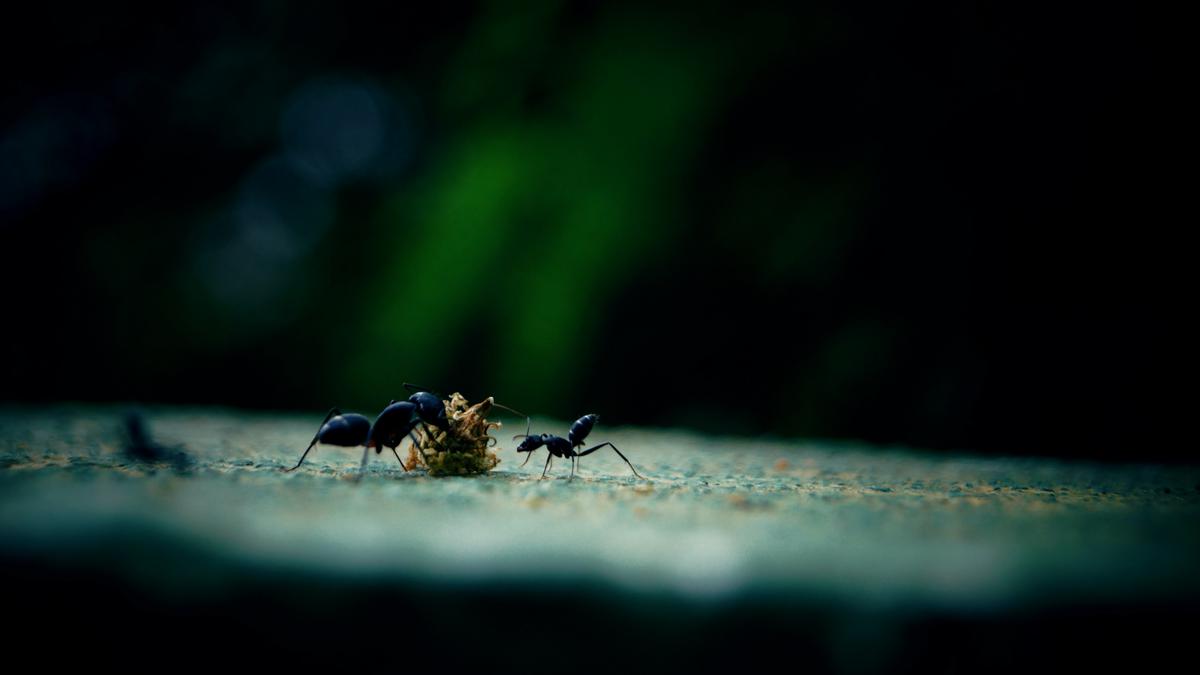 How do ants know how much food their hungry colony needs?
Premium