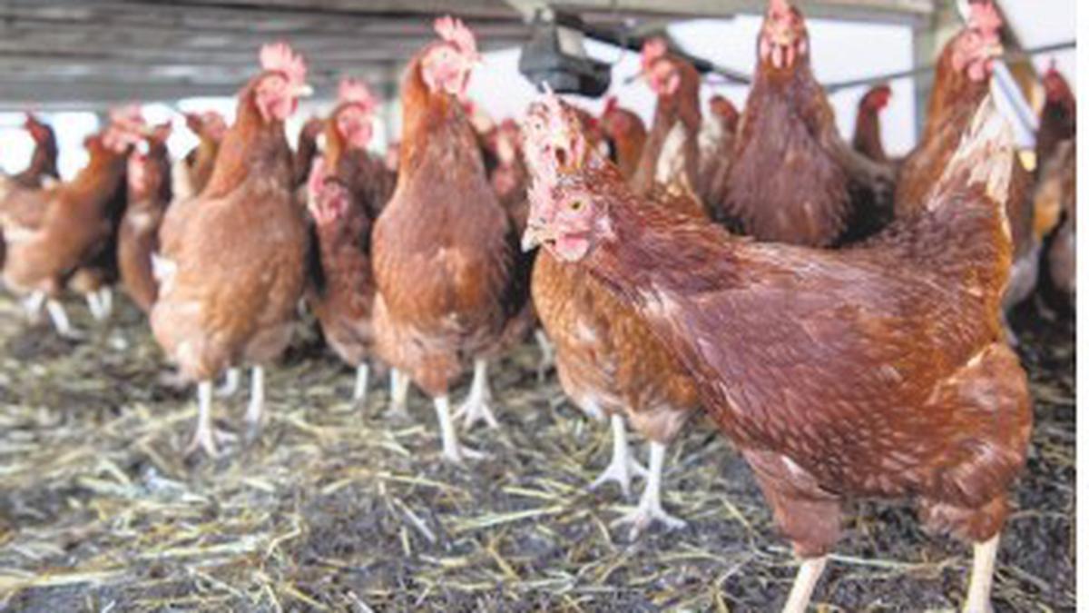 Why environmental surveillance for avian influenza is vital
Premium