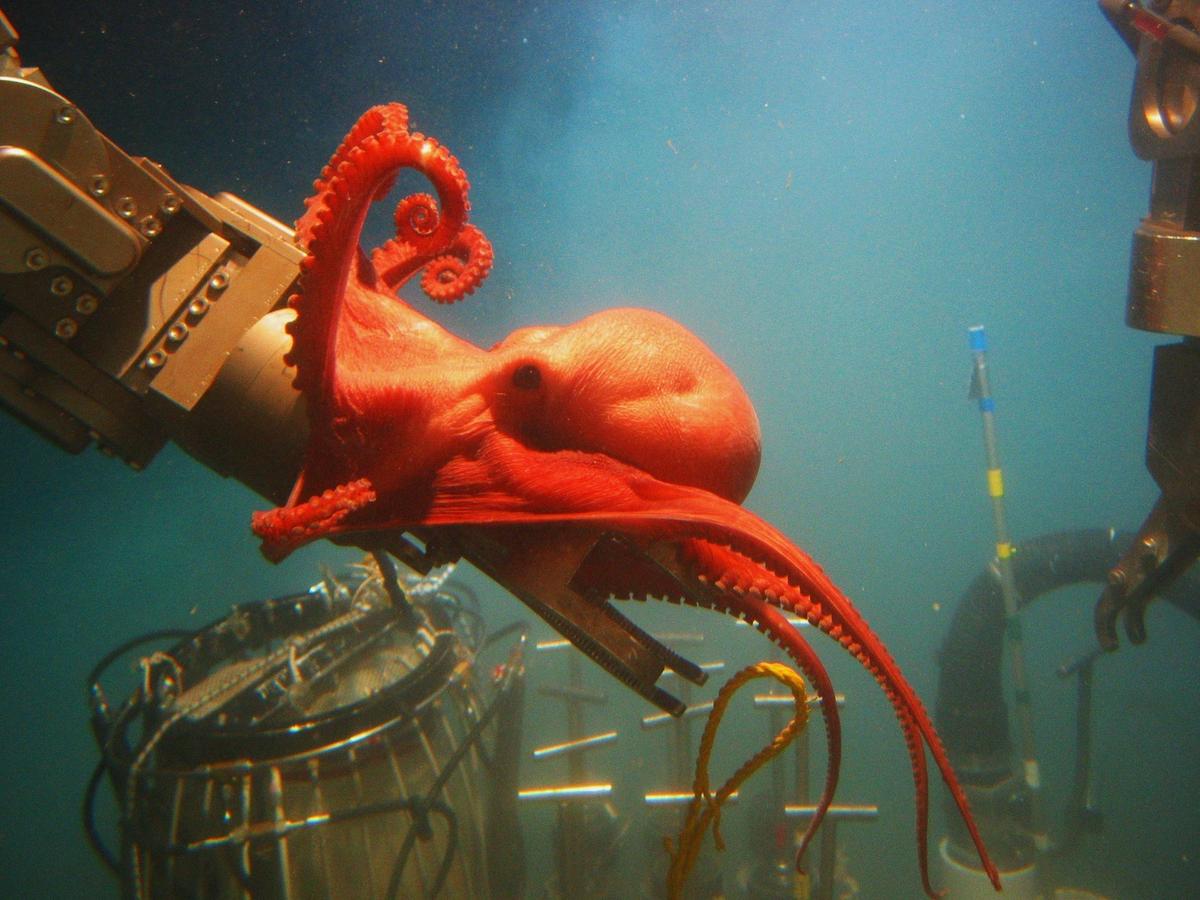 A deep-water octopus investigates the port manipulator arm of the ALVIN submersible research vessel.