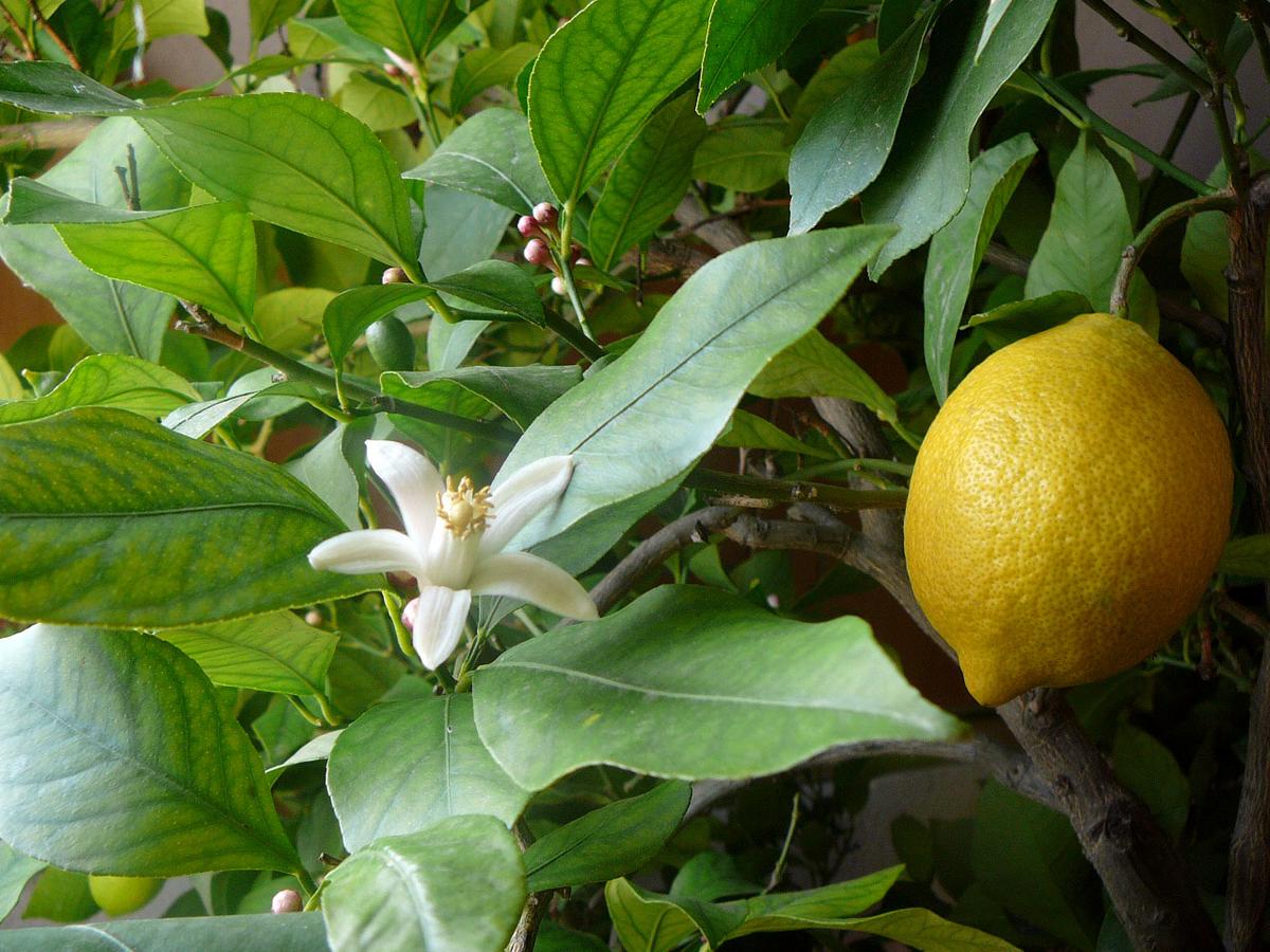 Citrus limon (L.) ozbek, flowers visible.