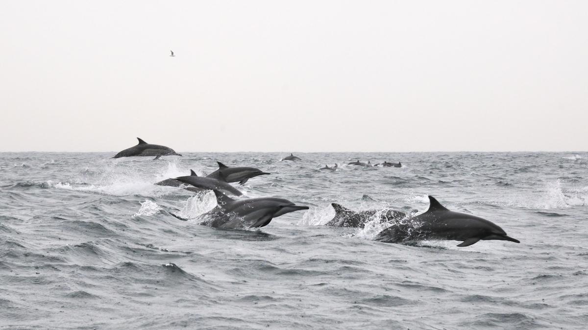 Dolphins in the Gulf of Oman.