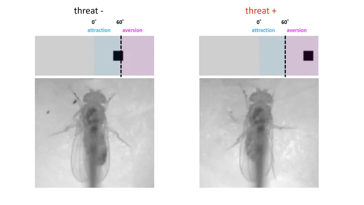 The scientists in Japan who scared flies to understand fear