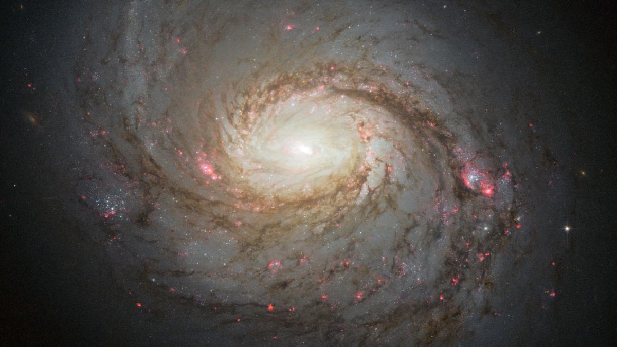 Universe had spiral galaxies 4 billion years sooner than expected: study
Premium