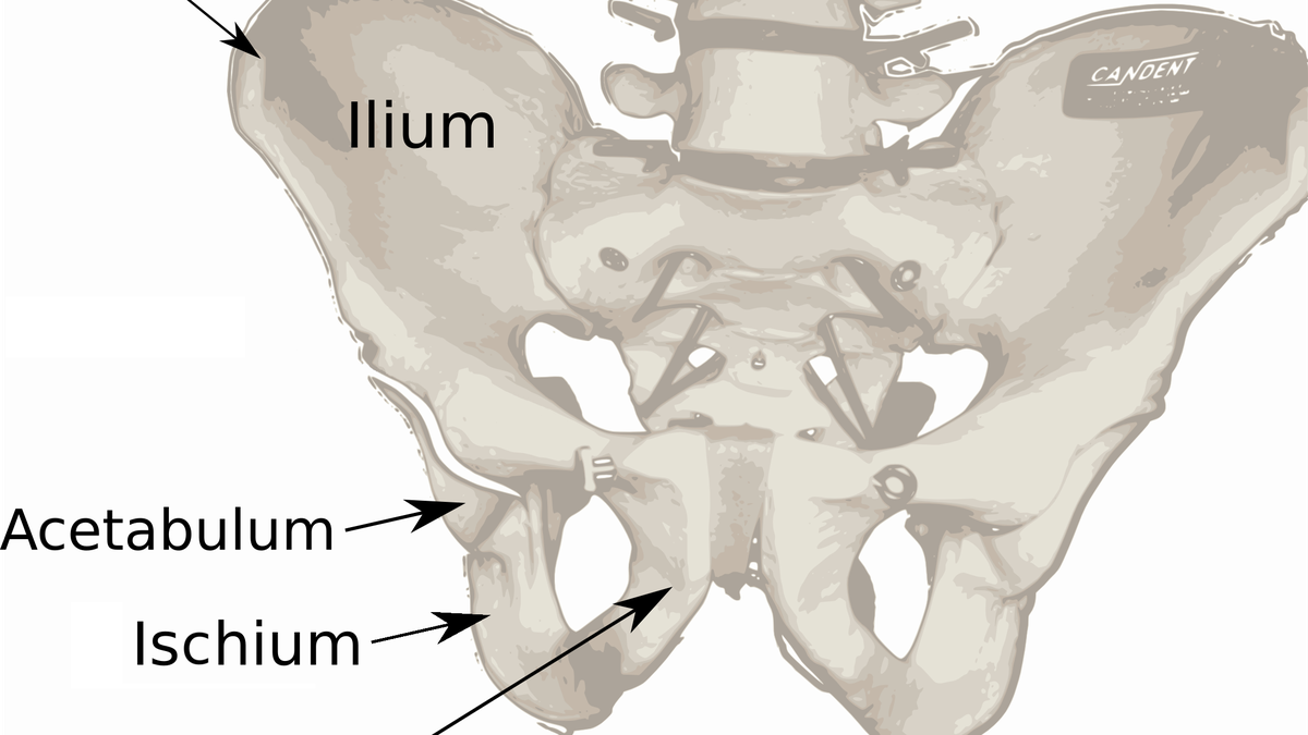 Diagram showing human pelvis development and bipedal evolution