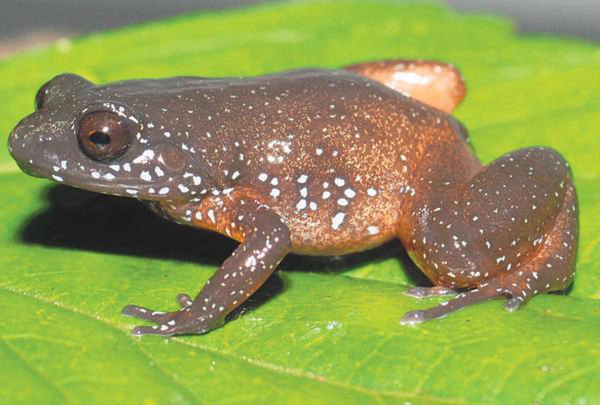 India: Scientists discover several new miniature night frogs