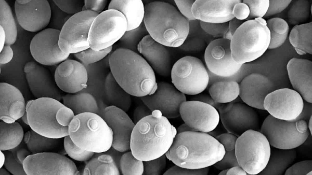 Yeast shows physics can give rise to multicellular life sans mutations