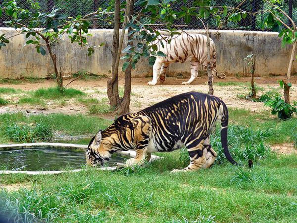 How and why these tigers in Odisha changed their stripes - The Hindu