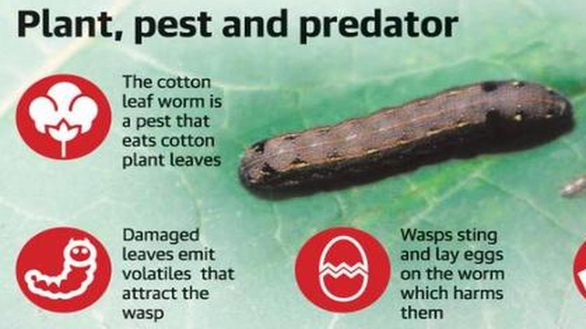 How cotton leaf worm responds to the defence mechanisms of plants - The