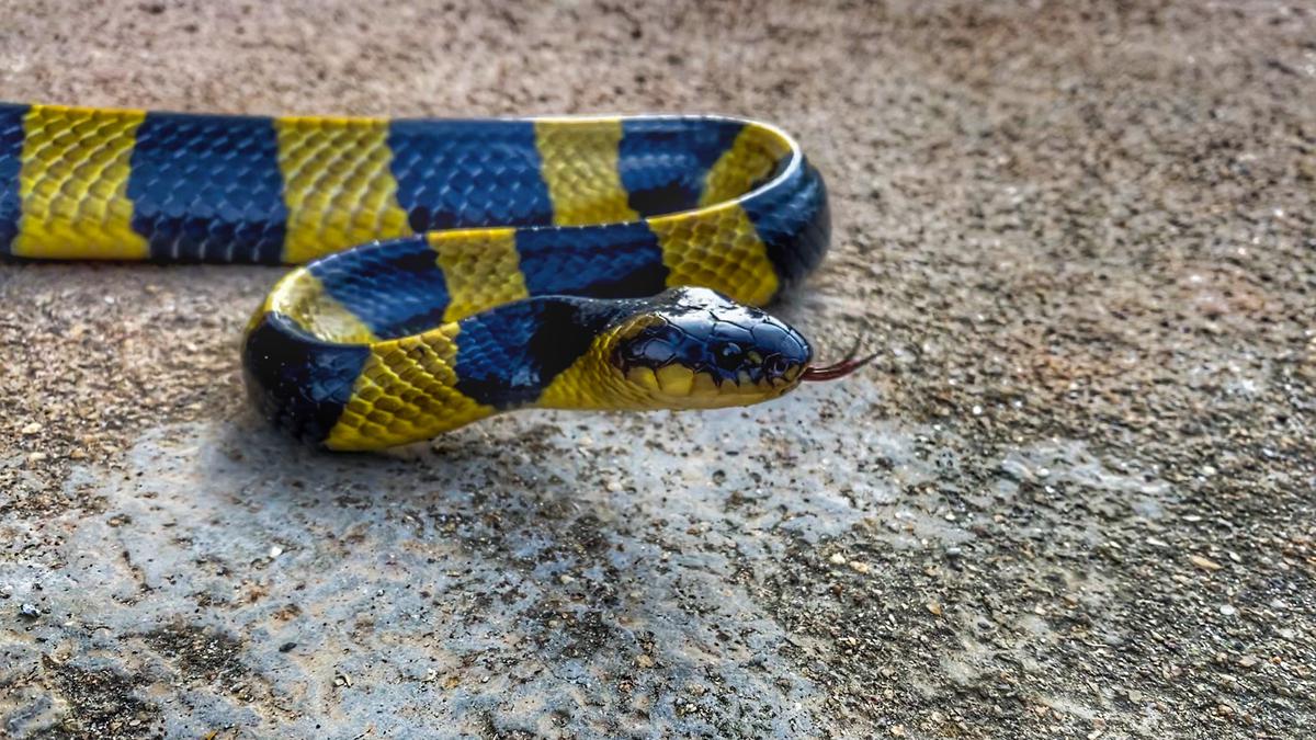 Team including Indian scientists designs potent antidote to cobra, krait venom toxins
Premium