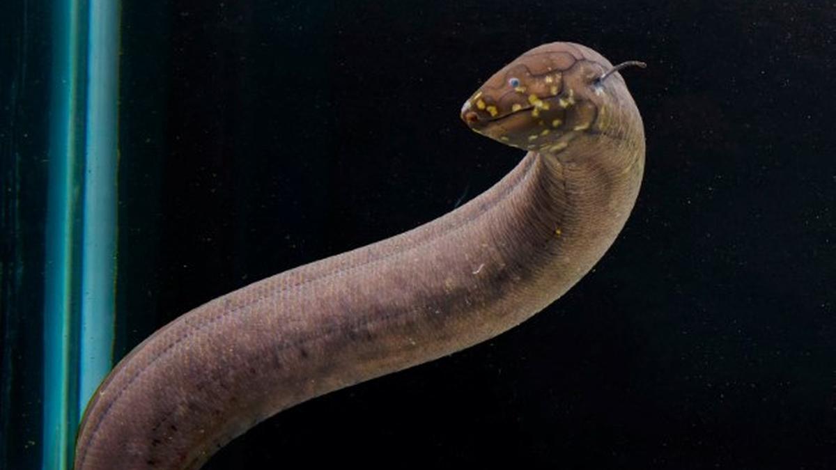 South American lungfish has largest genome of any animal