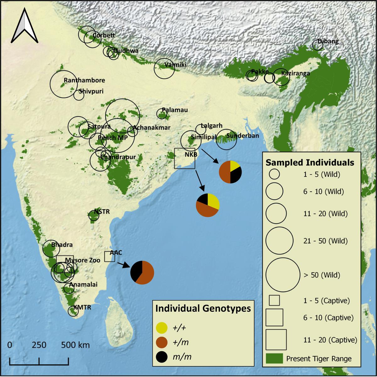 Distribution of the genotyped individuals. A total of 428 individuals were genotyped at the Taqpep c.1360C > T mutation site. Wild tigers are shown with a circular marker, and captive tigers (NKB, AAC, and Mysore Zoo) are shown with a square marker. The size of the square/circle indicates the number of individuals genotyped from a given area. In addition to the 399 Bengal tigers shown on the map, we genotyped 12 Amur, 12 Malayan, and five Sumatran tigers from Armstrong et al.