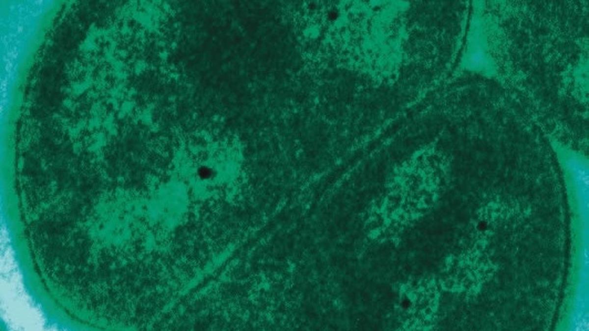 Science Snapshots: March 8, 2026