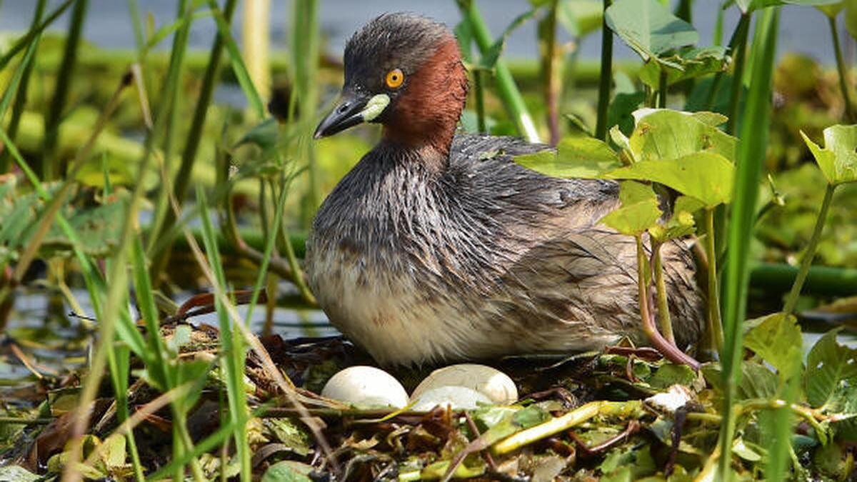 Watch | 2020: indian bird-watchers' paradise