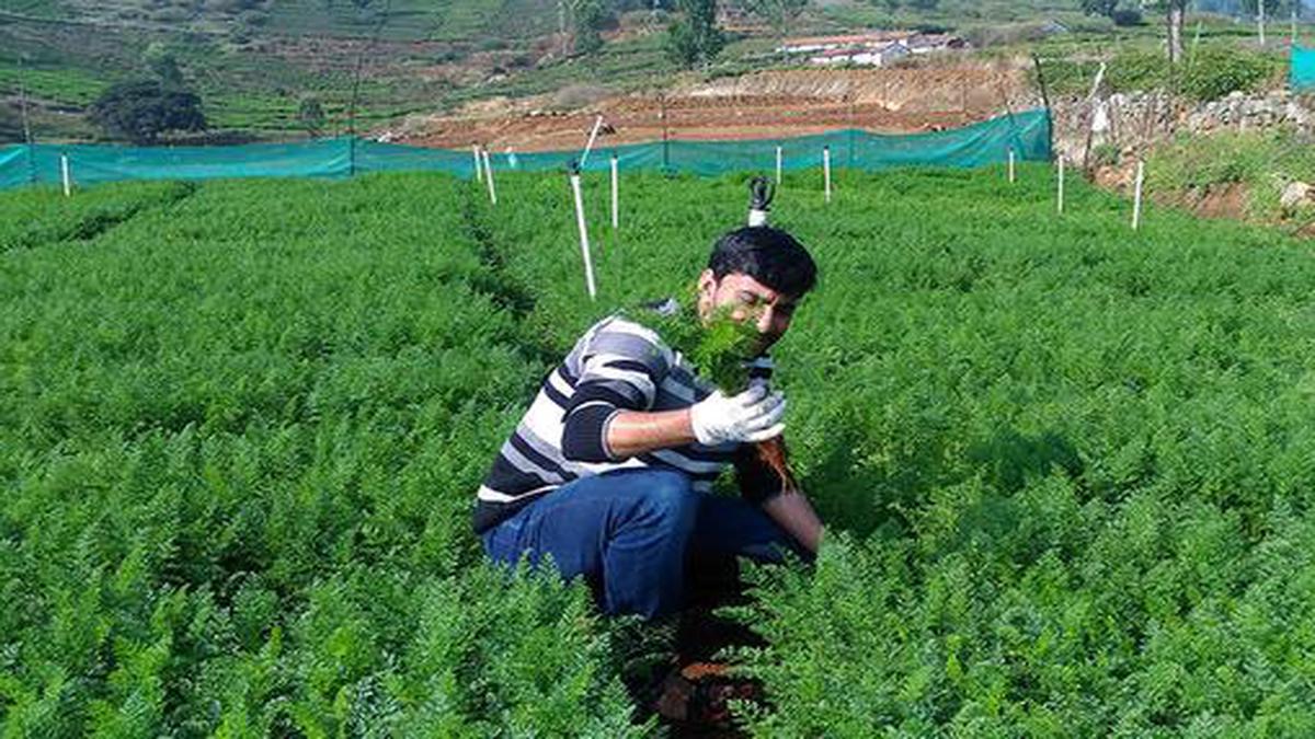 Nilgiris: high pesticide levels in potato, carrot