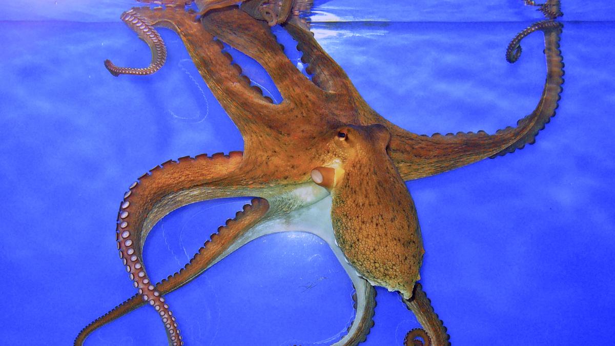 Why do octopuses have a ‘mating arm’?