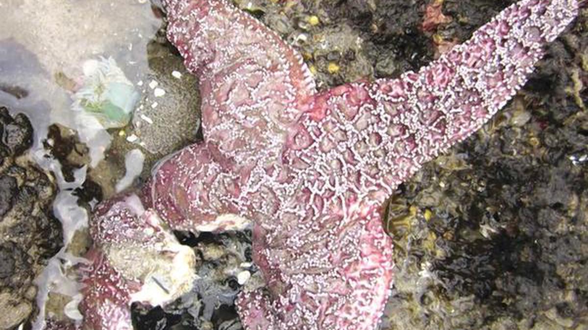 The best from the science journals: Story of sleep and sea stars