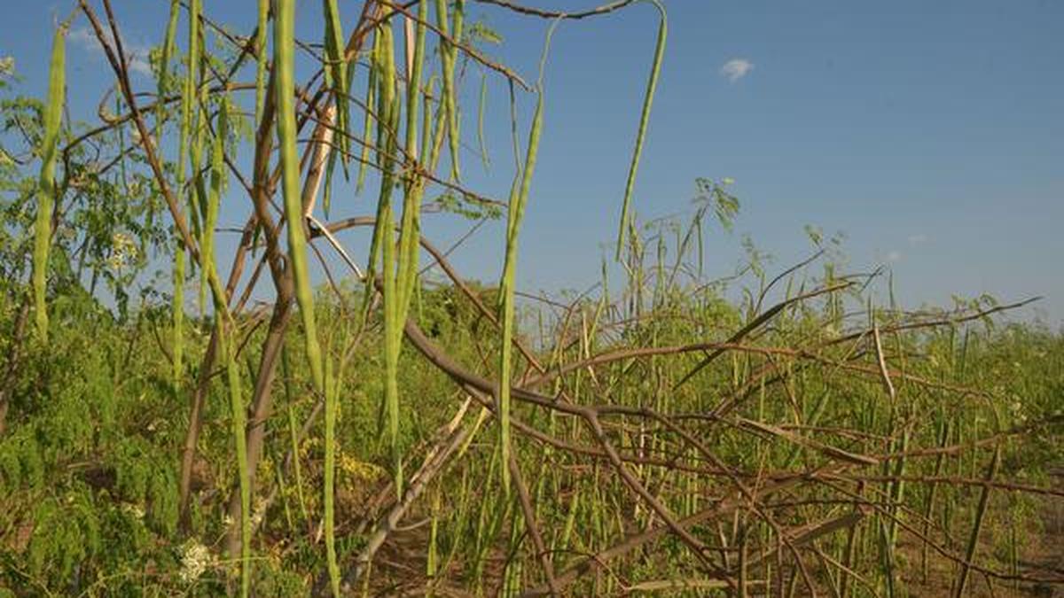 Medicinal properties of drumstick tree unravelled The Hindu