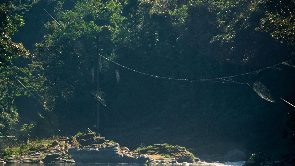 Why only female Darwin’s bark spiders weave the toughest webs