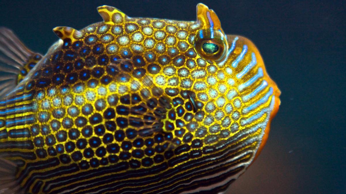 Cell sizes, clumping finally explain how animals form sharp patterns
Premium