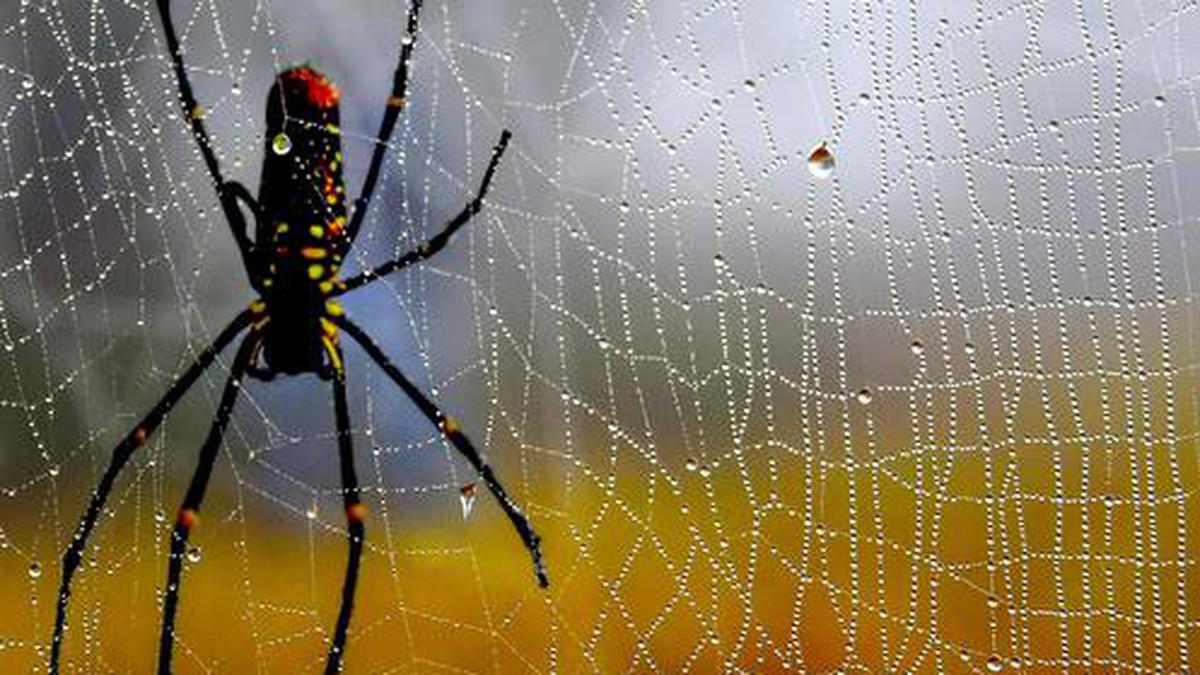 Question Corner | Do spiders have sticky feet?