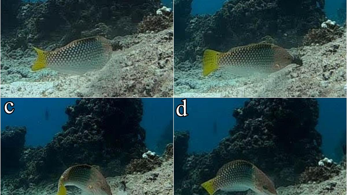 Three new fish species spotted using tools in the Laccadive Sea
Premium
