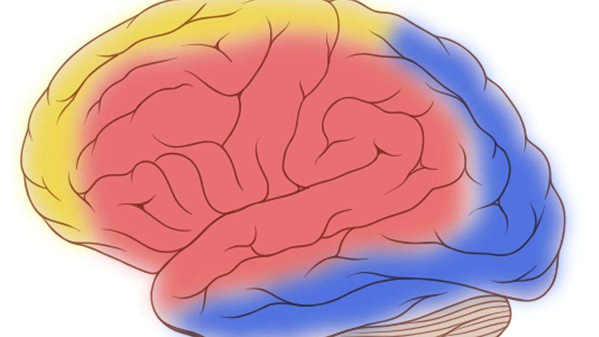 Cerebral vascular territories showing brain arteries and blood flow