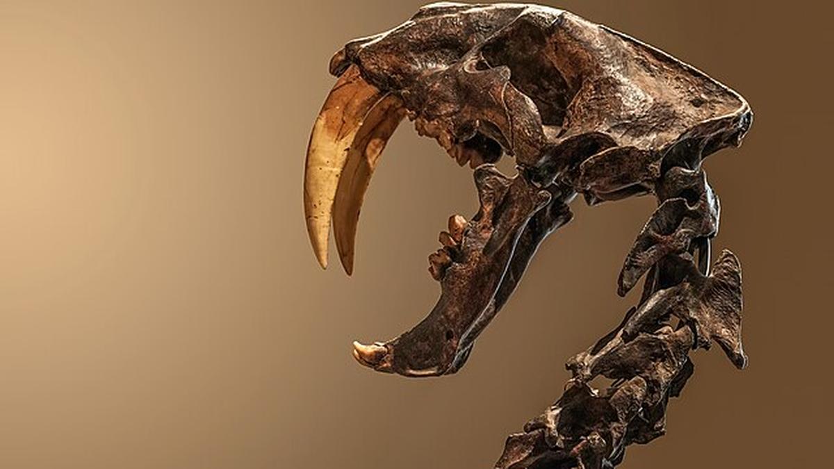 Sci-Five | The Hindu Science Quiz: On sabre tooth tigers