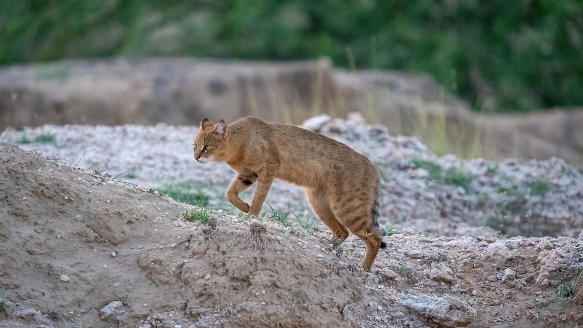 thehindu.com - Ananya Singh - Secretive jungle cats need habitats outside protected areas: study