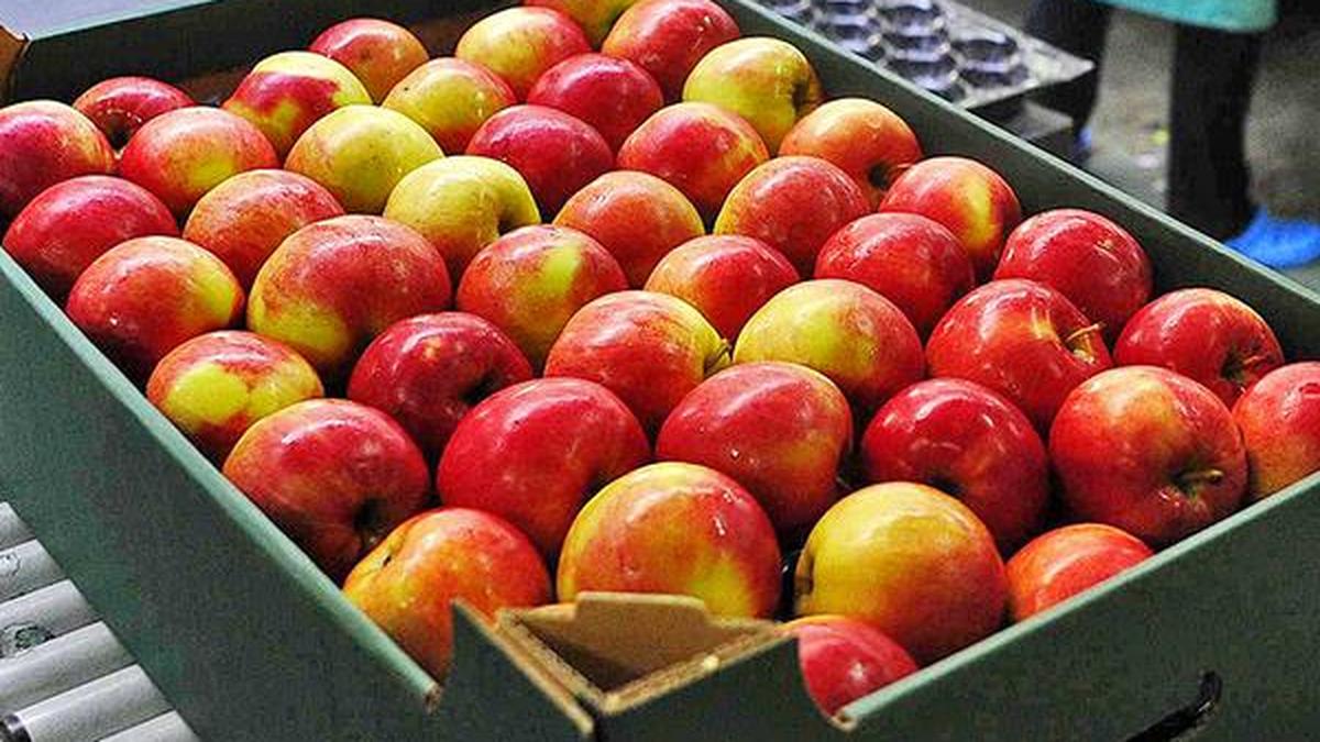 Modern apple’s origin traced to Kazakhstan The Hindu