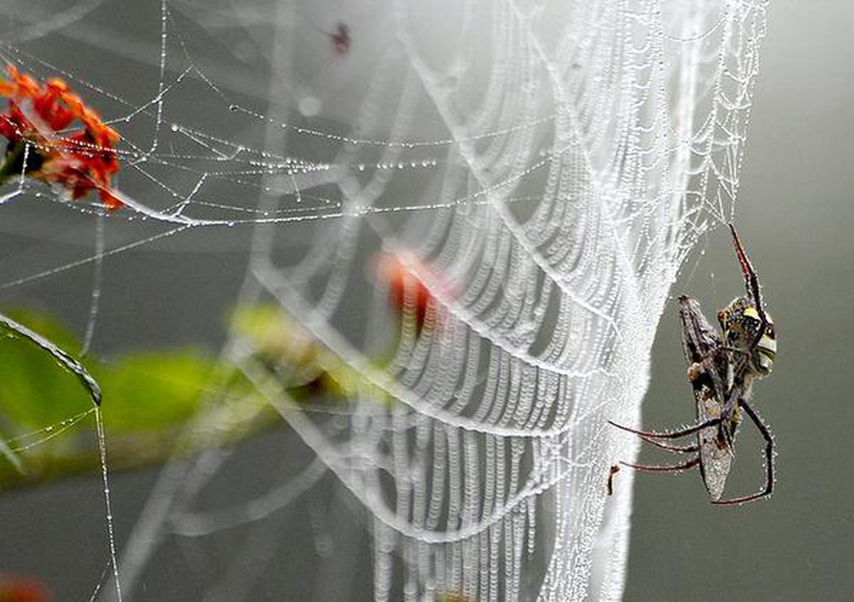 IISER Mohali: Spider silk, a material for the future - The Hindu