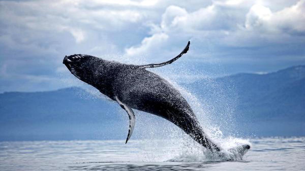 Whale behaviour linked to brain size - The Hindu