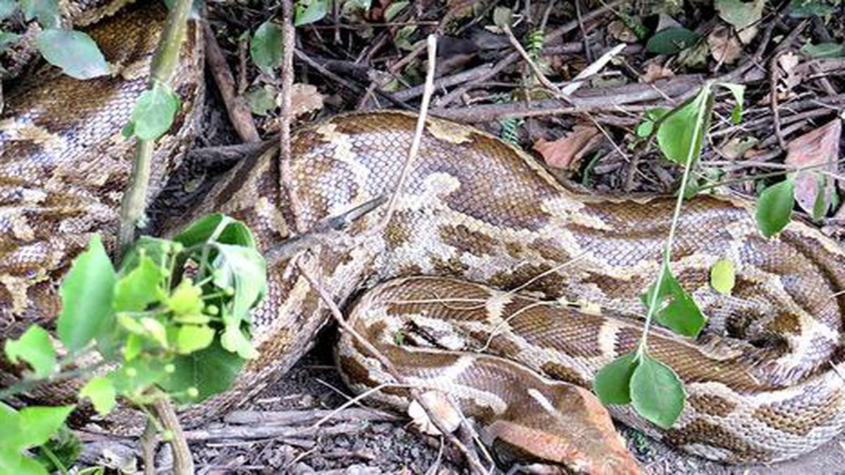 Tourists alter python sun-basking patterns - The Hindu