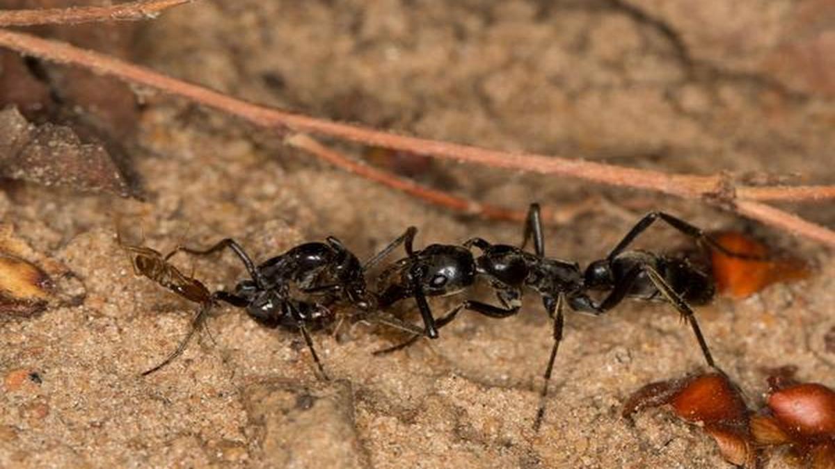 African ants take care of its wounded warriors study The Hindu